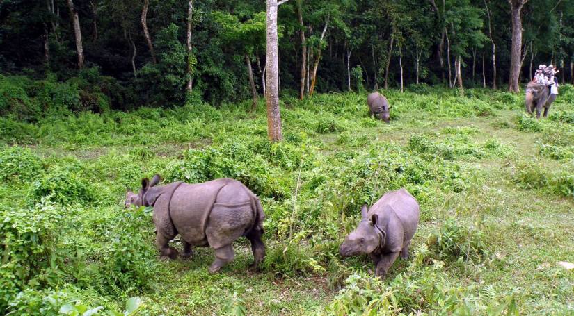 Bardia National Park Jungle Safari