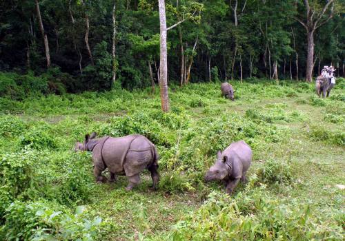 Bardia National Park Jungle Safari